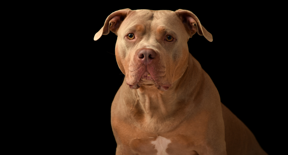 Physical Characteristics of bull terrier